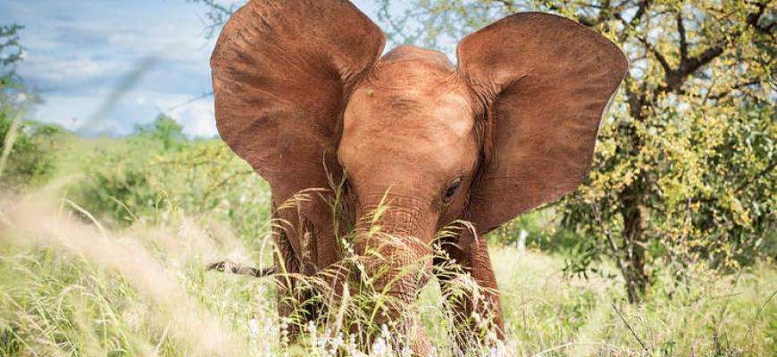 Sheldrick Wildlife Trust