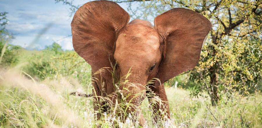 Sheldrick Wildlife Trust