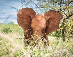 Sheldrick Wildlife Trust